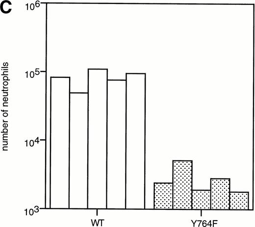Fig. 3. Neutrophilic differentiation of 32D.C10 transfectants in response to G-CSF. (A) Morphology of 32D.C10 transfectants maintained in IL-3–containing medium (IL-3) or cultured for 8 to 11 days (WT, Y704F, Y729F, and Y744F) or for 3 days (Y764F) in the presence of G-CSF (May-Grünwald-Giemsa staining; original magnification × 630). (B) The percentages of terminally differentiated 32D.C10 transfectants cultured in G-CSF–containing medium. At least 200 cells were scored at the indicated times. (□) WT; (•) Y704F; (▵) Y729F; (▴) Y744F; (○) Y764F. (C) Net amount of mature neutrophils derived from 1 × 105 32D/WT and 32D/Y764F cells cultured in G-CSF–containing medium for 8 or 3 days, respectively. Data from five independent clones are shown.