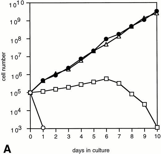 Fig. 4. Proliferation of 32D/WT (A) and 32D/Y764F (B) cells in response to G-CSF and/or IL-3. The numbers of viable cells were determined on the basis of trypan blue exclusion at the indicated times. (○) Without cytokines; (□) G-CSF; (•) G-CSF + IL-3; (▵) IL-3.