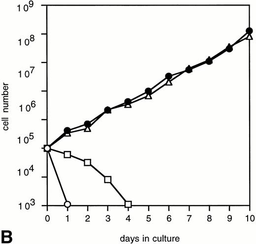Fig. 4. Proliferation of 32D/WT (A) and 32D/Y764F (B) cells in response to G-CSF and/or IL-3. The numbers of viable cells were determined on the basis of trypan blue exclusion at the indicated times. (○) Without cytokines; (□) G-CSF; (•) G-CSF + IL-3; (▵) IL-3.