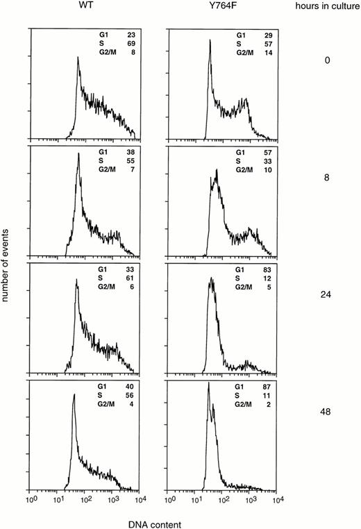 Fig. 5. Cell cycle distribution of 32D/WT and 32D/Y764F cells at various time points after transfer to G-CSF–containing medium. The cells were stained with propidium iodide, and their DNA contents were analyzed by flow cytometry. The percentages of cells in the G1, S, and G2/M phases of the cell cycle are given in the upper right of each panel.