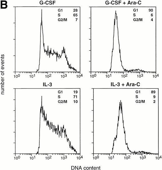 Fig. 6. The effect of Ara-C on proliferation and differentiation of 32D/WT cells. (A) G-CSF– and IL-3–dependent proliferation of 32D/WT cells in the absence or presence of Ara-C. The numbers of viable cells were determined on the basis of trypan blue exclusion at the indicated times. (□) G-CSF; (▪) G-CSF + Ara-C; (▵) IL-3; (▾) IL-3 + Ara-C. (B) Cell cycle distribution of 32D/WT cells cultured for 3 days in G-CSF– or IL-3–containing medium in the absence or presence of Ara-C. The percentages of cells in the G1, S, and G2/M phases of the cell cycle are given in the upper right of the panels. (C) Morphology of 32D/WT cells cultured for 3 days in G-CSF– or IL-3–containing medium in the presence of Ara-C (May-Grünwald-Giemsa staining; original magnification × 630). (D) The percentages of terminally differentiated 32D/WT cells cultured in G-CSF– or IL-3–containing medium in the absence or presence of Ara-C. At least 200 cells were scored at the indicated times. Symbols are the same as in (A).