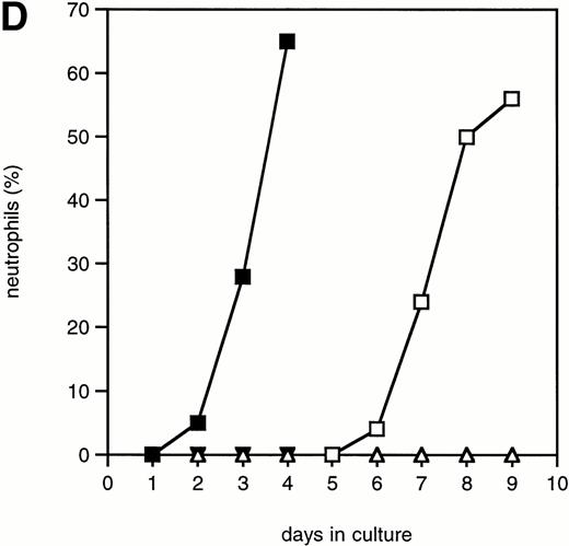 Fig. 6. The effect of Ara-C on proliferation and differentiation of 32D/WT cells. (A) G-CSF– and IL-3–dependent proliferation of 32D/WT cells in the absence or presence of Ara-C. The numbers of viable cells were determined on the basis of trypan blue exclusion at the indicated times. (□) G-CSF; (▪) G-CSF + Ara-C; (▵) IL-3; (▾) IL-3 + Ara-C. (B) Cell cycle distribution of 32D/WT cells cultured for 3 days in G-CSF– or IL-3–containing medium in the absence or presence of Ara-C. The percentages of cells in the G1, S, and G2/M phases of the cell cycle are given in the upper right of the panels. (C) Morphology of 32D/WT cells cultured for 3 days in G-CSF– or IL-3–containing medium in the presence of Ara-C (May-Grünwald-Giemsa staining; original magnification × 630). (D) The percentages of terminally differentiated 32D/WT cells cultured in G-CSF– or IL-3–containing medium in the absence or presence of Ara-C. At least 200 cells were scored at the indicated times. Symbols are the same as in (A).