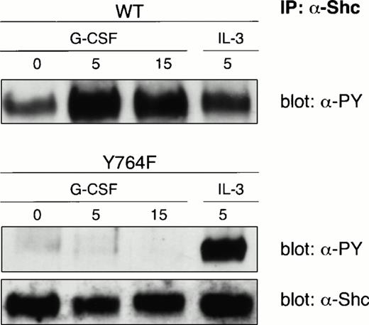 Fig. 7. Shc immunoprecipitation on lysates from 32D/WT and 32D/Y764F cells. Serum- and growth factor-deprived cells were stimulated for 5 or 15 minutes at 37°C with G-CSF or IL-3. The blots were hybridized with antiphosphotyrosine antibodies and reprobed with anti-Shc antibodies to confirm equal loading of Shc.