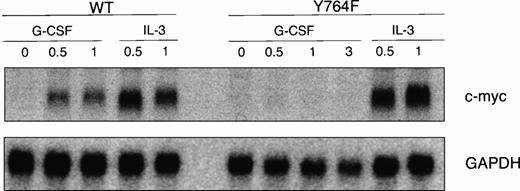 Fig. 9. Induction of c-myc expression in 32D/WT and 32D/Y764F cells. Serum- and growth factor-deprived cells were stimulated for 0.5, 1, or 3 hours at 37°C with G-CSF or IL-3. Total RNA (10 μg) was analyzed by Northern blot hybridization using a32P-labeled c-myc probe. The blot was reprobed withGAPDH to confirm equal loading.