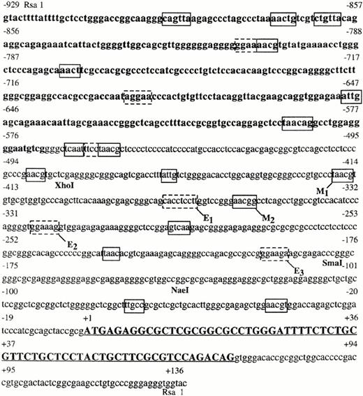 Fig. 1. Nucleotide sequence of human c-kit gene spanning 929 bases upstream of the initiating methionine to 69 bases within the first intron. Coding sequence is indicated by capital letters and is underlined. Potential Myb-binding sites, on the + or − strand, in the region upstream of the ATG are enclosed by solid line boxes. Potential Ets-binding sites, on the + or − strand, are enclosed by dashed boxes. Location of restriction sites are indicated below the sequence.