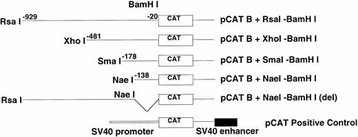 Fig. 2. Restriction fragments used to functionally characterize the c-kit promoter. Fragments were derived from a 1064 ntsRsaI fragment as detailed in the methods section and ultimately subcloned into pCAT vectors to assess their promoter activity. Length and position of the various fragments relative to the translational start site (+1) is indicated in the cartoon.