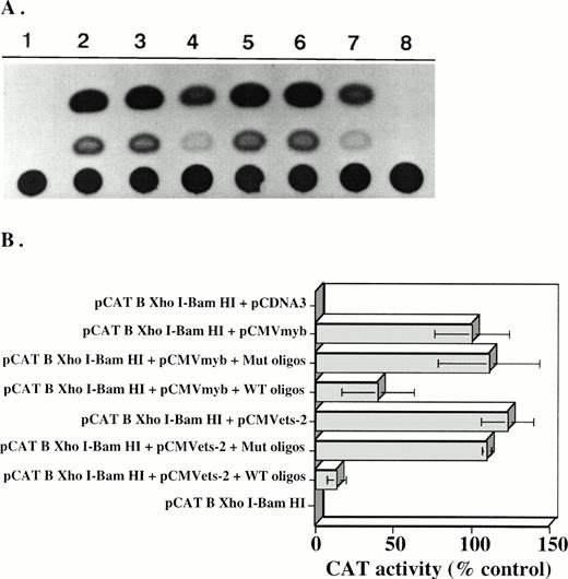 Fig. 7. (A) CAT activity competition assay of double stranded oligomers containing wild-type (WT) or mutated (mut) Myb orEts-2 binding motifs in the transient transfections experiments in TK-ts13 fibroblasts. pCAT B XhoI-BamHI (lane 1), pCAT B XhoI-BamHI + pCMV-myb (lane 2), pCAT B XhoI-BamHI + pCMV-myb + mut oligomers (lane 3), pCAT B XhoI-BamHI + pCMV-myb + wt oligomers (lane 4), pCAT BXhoI-BamHI + pCMV-ets-2 (lane 5), pCAT BXhoI-BamHI + pCMV-ets-2 + mut oligomers (lane 6), pCAT B XhoI-BamHI + pCMV-ets-2 + wt oligomers (lane 2; lane 7), pCAT B XhoI-BamHI + pCDN3 (lane 9). (B) Densitometric quantitation of CAT activity in transiently, MYB and Ets-2 expressing TK-ts 13 cells cotransfected with a pCAT B plasmids containing theXhoI-BamHI c-kit 5′ flanking region and 200 molar excess of wt or mut oligomers. CAT activity present in cells transfected with the pCAT B XhoI-BamHI + pCMV-myb constructs was arbitrarily given a value of 100%. Mean ±SD of six different experiments, each performed in duplicate, are shown.