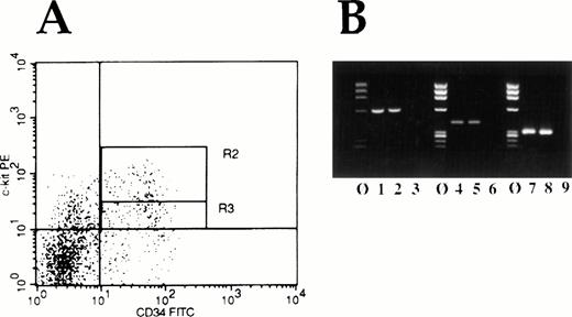 Fig. 10. (A) FACS histogram of bone marrow MNC double-labeled for expression of CD34 antigen (FITC) and c-kit receptor (PE). Cells in region R2 are defined as being Kit “bright,” whereas cells in the region labeled R3 are defined as Kit“low.” (B) RT-PCR analysis of FACS isolated cells for Etsand Myb mRNA expression. Molecular weight marker lanes are indicated by ø. Lanes 1 and 2 show Ets-2 mRNA expression, lanes 4 and 5 c-myb expression, and lanes 7 and 8, β-actin expression in Kit “bright” and Kit “dull” cells respectively. Lanes 3, 6, and 9 represent water control lanes for the PCR reactions.