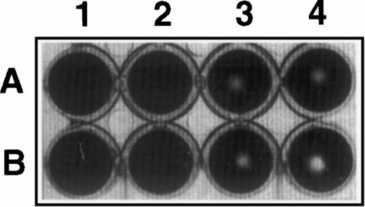 Fig. 11. Inhibition of fibrinolysis by CHO-TF. CHO cells (4 × 105) expressing TF (A) and wild-type cells (B) were detached with EDTA, washed in PBS, and added for 3 hours at 37°C to a fibrin clot formed in the presence of plasminogen (0.5 μmol/L; lanes 3 and 4) or buffer (lanes 1 and 2). The wells were photographed and the size of the zone lysis evident in the center of each well was measured by scanning densitometry. The picture shown is representative of three experiments performed under identical conditions.