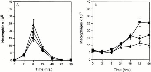 Fig. 2. Cell differentials of peritoneal leukocytes 0 to 96 hours after peritoneal stimulation with thioglycollate as determined by Wright stain. (A) Peritoneal neutrophils; (B) peritoneal macrophages; (-▪-) Plg(+/+), (-•-) Plg(+/−), and (-▴-) Plg(−/−). Unstimulated peritoneum is represented as t = 0. Values represent mean ± SEM. Using one-way ANOVA, P = NS for neutrophils at 6 hours poststimulation andP < .001 for macrophages at 72 hours poststimulation forPlg(+/+), Plg(+/−), and Plg(−/−) mice.