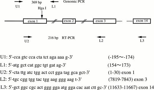 Fig. 1. Schematic illustration of the factor XII gene and the locations and sequences of PCR primers. Arrows show the location of primers. The Hga I site is shown by the broken arrow.