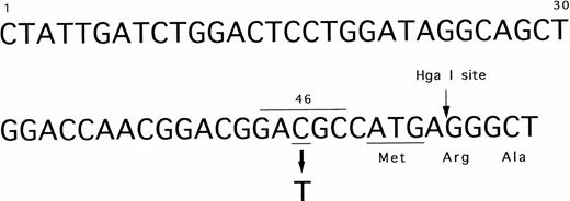Fig. 2. The nucleotide sequence of 5′ end of exon 1 in the factor XII gene. The polymorphic and Hga I sites are shown by arrows. Underline indicates the translation initiation codon ATG and 46 C (polymorphic site). Overline indicates Hga I recognition sequence.