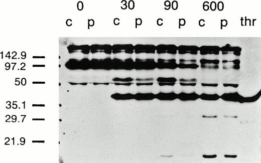 Fig. 1. Prothrombin activation determined by Western blotting. The activation of prothrombin in diluted whole plasma and Western blotting were performed as described in the Materials and Methods. The location and size of molecular weight standards is indicated on the left. The activation reaction was stopped at the time in seconds indicated at the top of the figure. Prothrombin, a glycoprotein is seen corresponding to the molecular weight marker 97.2 kD. The lane marked thr is purified thrombin and serves as a marker for this product. The band just above the 50 kD marker that appears after activation is prethrombin-1 and the decreased amount seen in the proband (P) is consistent with the decreased thrombin activity in this sample. C indicates control plasma. The lower molecular weight bands seen primarily at 600 seconds correspond to the activation peptides, fragment 1, and fragment 2. The highest molecular weight band in this unreduced sample corresponds to cross-reacting human IgG present in the plasma. The other bands present both before and after activation are not identified.
