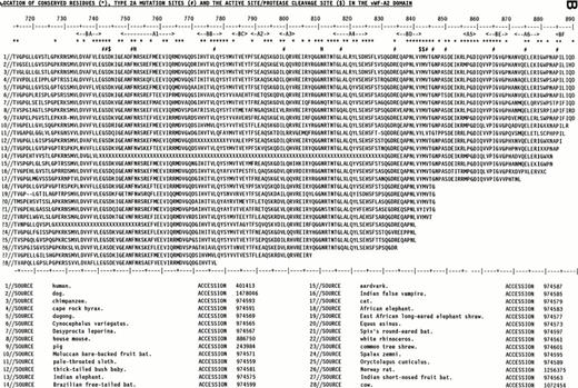 Fig. 2. Alignment of vWF-A1and vWF-A2 sequences from 28 mammalian species. The sequences are identified by accession numbers. The numbering is taken from human vWF, and the location of α-helices and β-strands follows that of Fig 1. Residues that are 100% absolutely or conservatively conserved are indicated by an asterisk. (Conservative: G=A=S, D=E, I=L=V=M; S=T, R=K=H, F=Y=W=H; X is disregarded). (A) The positions of D520 and E626 at the active site and the proposed heparin site RK-RR-K (residues 571-585) are marked by a dollar sign ($). The positions of the type 2B and 2M mutations are marked by a number sign (#). (B) The position of D744 at the active site and the protease cleavage site at Y842-M843 are marked by $. The positions of the type 2A mutations are marked by #. The positions of two conserved putative N-linked glycosylation sites are marked by N.