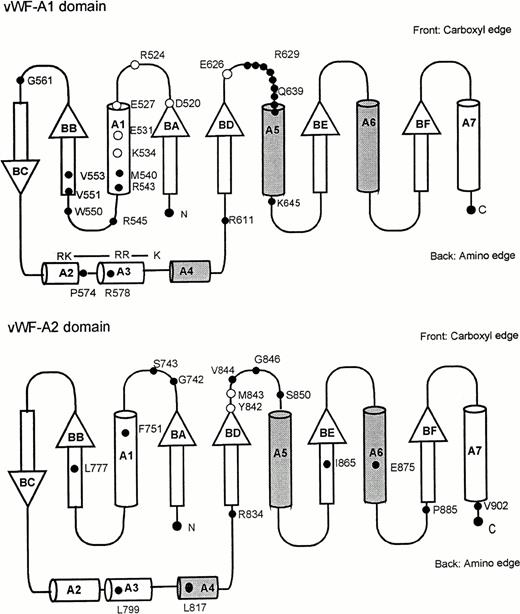 Fig. 3. Supersecondary structure topology for the doubly wound open α/β fold of the vWf-A domain. α-Helices are represented as cylinders, for which those above the central β-sheet are shaded and those below are unshaded. The β-strands are shown as arrows and labeled to follow Fig 1. N and C denote the N- and C-terminus, respectively. The positions of mutations are shown on the appropriate topology diagram as filled circles. Residues important in ristocetin binding are shown as clear circles in the vWF-A1 domain. Residues important in the protease cleavage site Y842-M843 are likewise shown as clear circles in the vWF-A2 domain.