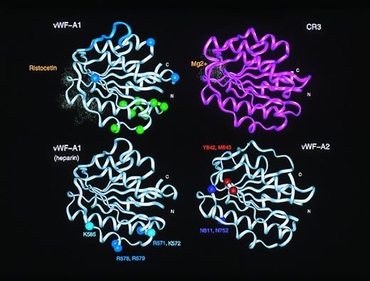 Fig. 4. Comparison of the active sites in the vWF-A1 and vWF-A2 domains. The upper panels compare the ristocetin-binding residues in the vWF-A1 domain with the Mg2+ binding site in the CR3 vWF-A domain. These residues are shown as dot representation of the van der Waal radii of the residues in question. For comparison with Fig 6, the type 2M and 2B mutation sites in the vWF-A1 domain are indicated using spheres at the α-carbon positions. The lower panels show the proposed heparin binding site on the α-helices A3 and A4 in the vWF-A1 domain, and the protease cleavage site at Y842-M843 on the vWF-A2 domain, also using α-carbon positions.