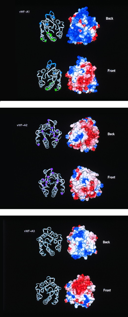 Fig. 5. Electrostatic maps of the vWF-A domains in human vWF. The electostatic maps show the Connolly surface of the domains with a color range of red representing a potential of less than −4 kT, blue a potential of more than +4kT (basic) and white as 0kT (neutral). Linear interpolation of the colors represents potentials between −4 kT and +4 kT. The electrostatic surfaces are shown alongside ribbon diagrams of the protein backbone of the respective domains. The domains are shown in two perspectives, rotated along the vertical axis by 180°. The ribbon views permit comparison with Figs 4 and 6.