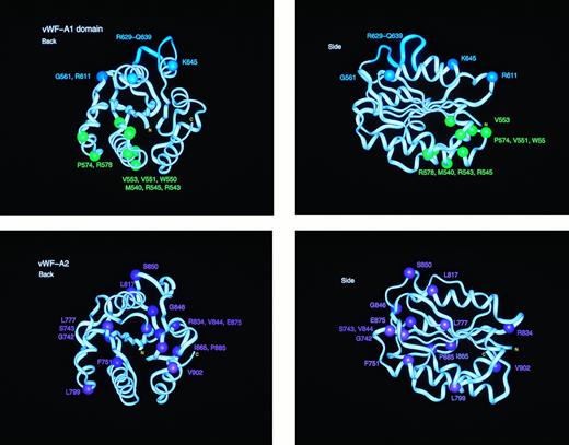 Fig. 6. Location of the types 2B, 2M, and 2A mutation sites in homology models of the vWF-A1 and vWF-A2 domains. Each of the vWF-A1 and vWF-A2 domains is shown in two orthogonal perspectives rotated by 90° along the vertical axis. The central β-sheet is seen edge-on in both views. The mutation residues are identified by spheres at their α-carbon atom. The protein backbone is represented by a ribbon. The eleven residues deleted in the type 2M “Milwaukee” mutation are shown as the cyan ribbon in the vWF-A1 model.