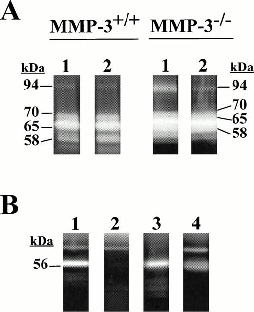 Fig. 5. (A) Zymographic analysis on gelatin-containing gels of 72-hour samples of serum-free conditioned medium of fibroblasts derived from MMP-3+/+ or MMP-3−/− mice without (lane 1) or with (lane 2) addition of plasmin. (B) Zymography on casein-containing gels in the absence of plasminogen of serum-free conditioned medium of fibroblasts derived from MMP-3+/+(lane 1) or MMP-3−/− (lane 2) mice, and of the eluates of MMP-3+/+ samples without plasminogen (lane 3) or with plasminogen (lane 4) after adsorption with anti–MMP-3 IgG.