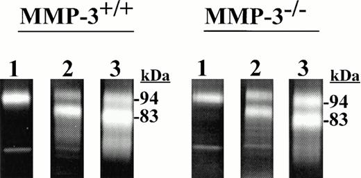 Fig. 6. Zymographic analysis on gelatin-containing gels of 72-hour samples of serum-free conditioned medium of macrophages from MMP-3+/+ or MMP-3−/− mice obtained without (lane 1) or with (lane 2) plasminogen and of the eluates of plasminogen-containing samples after adsorption with anti–MMP-9 IgG (lane 3).