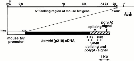 Fig. 1. Schematic model of the injection fragment for generating transgenic mice. The upper part of the figure shows the genomic structure of the mouse tec gene. The 5′ flanking region and the first intron are represented by thick and thin bars, respectively and the first exon is shown as a shaded box. Restriction enzyme sites are P; PstI, A; ApaI, S; SalI, X; XhoI, Sm;SmaI, Nc; NcoI, Nh; NheI, Ac; AccIII, and Sa; SacI. The lower part illustrates the structure of the injection fragment. The tec promoter (−1948 to +22), thebcr/abl (p210) cDNA (b3a2 type), and the SV40 early splicing and poly(A) signals are shown as white, black, and shaded boxes, respectively. The primers used for RT-PCR (P1-P4) are also indicated.