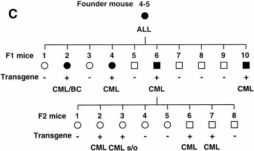 Fig. 4. (A) Comparison of hematologic parameters in the transgenic mice (Tg, ○) and nontransgenic controls (C, •) from 4 months to 8 months after birth. The data of mean values and standard deviations for groups of four mice are shown. (B) WG-stained peripheral blood smears of a transgenic mouse (Tg) and a nontransgenic control (C) at 4, 6, and 8 months after birth. A cell morphologically resembling megakaryocyte is indicated by an arrowhead. (C) Family tree derived from a founder mouse, 4-5. Circles and squares indicate female and male mice, respectively. Transgenic or nontransgenic mice are shown as transgene + or −. Mice that died of leukemia are shown as • or ▪.
