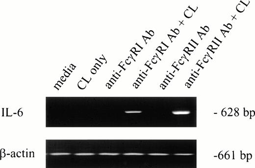 Fig. 1. IL-6 mRNA expression by PMNs after cross-linking FcγRI or FcγRII. Purified PMNs were obtained from normal donors and IL-6 mRNA expression evaluated by RT-PCR. Data are presented for unstimulated PMNs (lane 1), PMNs after exposure to cross-linker (CL) alone (lane 2), and PMNs after exposure to (Fab′)232.2 (anti-FcγRI Ab) or Fab′ IV.3 (anti-FcγRII Ab) in the absence or presence of cross-linking antibody (lanes 3 through 6). RNA was reverse-transcribed and PCR-amplified using IL-6–specific primers as described in the text. RNA integrity was evaluated by using β-actin primers. The data presented are representative of four nearly identical experiments.