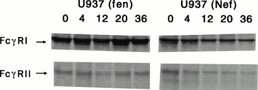 Fig. 4. Determination of FcγRI and II turnover in retrovirus vector-mediated Nef and Fen-expressing U937 cells. Cells were starved for 1 hour and pulse-labeled with 35S-labeled cysteine/methionine for 30 minutes; cytoplasmic extracts were prepared at the indicated time points and analyzed by immunoprecipitation with anti-FcγRI and II antibodies. As shown, Nef-expressing U937 cells had significantly lower half-lives of FcγRI and II than those of thefen-transduced U937 cells.