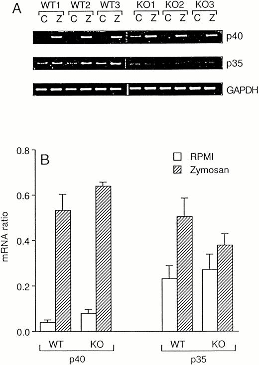 Fig. 4. Zymosan-induced IL-12 mRNA in WT and ICE-deficient mice. Splenocytes from WT and ICE-deficient mice were incubated for 4 hours with RPMI or 10 μg/mL of zymosan. RT-PCR was performed for the p40 and p35 subunits of IL-12. Minor nonspecific amplicons were noted when p40 was amplified. GAPDH was used as an internal control. Amplification products for p40, p35, and GAPDH for 3 WT and 3 KO mice are shown in (A) (C, RPMI; Z, Zymosan). (B) shows mRNA ratios (mean ± SEM, n = 3).