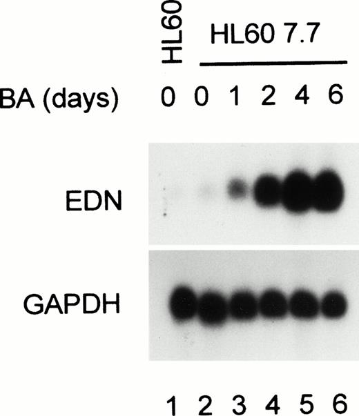Fig. 1. Upregulation of EDN expression during eosinophilic differentiation of HL60 cells. HL60 7.7 cells were treated with BA (0.5 mmol/L) for 1, 2, 4, or 6 days, after which RNA was isolated and analyzed by Northern blotting. Hybridization of the blot with a probe specific for EDN shows that EDN mRNA expression is strongly induced by BA. Reprobing of the blot with a GAPDH probe shows that equal amounts of RNA were loaded in each lane. Scanning of the autoradiograph shows the following increase in EDN expression (relative to GAPDH) compared with wild-type HL60 cells: 2-, 5-, 45-, 160-, and 130-fold increase for 7.7 cells treated for 0, 1, 2, 4, and 6 days, respectively.