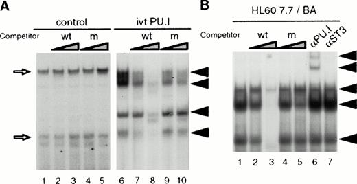 Fig. 5. PU.I binds to the PU.I site in the EDN intron. (A) PU.I protein was generated in vitro using a rabbit reticulocyte lysate. PU.I (lanes 6 through 10) or unprogrammed control reticulocyte lysate (lanes 1 through 5) was then tested in a bandshift assay for binding to the PU.I site from the EDN intron. Arrows indicate four PU.I/DNA complexes that are competed by excess PU.I oligo (lanes 7 and 8, 10- and 100-fold), but not by excess mutant PU.I oligo (lanes 9 and 10, 10- and 100-fold). Nonspecific complexes formed with control lysate are indicated by open arrows. The free DNA probe is not shown. (B) Nuclear extracts were prepared from HL60 7.7 cells treated for 4 days with BA. These extracts were then tested for PU.I binding activity in a band shift assay. Three protein/DNA complexes are observed (lane 1) that are competed by excess PU.I oligo (lanes 2 and 3, 10- and 100-fold), but not by excess mutant PU.I oligo (lanes 4 and 5, 10- and 100-fold). Preincubation with an anti-PU.I antibody (lane 6), but not with an anti-STAT3 control antibody (lane 7) results in the appearance of two supershifted complexes indicated by arrows. The free DNA probe is not shown.