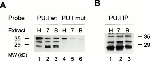 Fig. 6. Multiple forms of PU.I bind to the intron of the EDN gene. (A) DNA affinity precipitation of nuclear extracts from HL60 (H), HL60 7.7 (7), or BA-treated HL60 7.7 cells (B). Either wild-type (lanes 1 through 3) or mutant PU.I oligonucleotide (lanes 4 through 6) was used as a probe. Proteins bound to these probes were precipitated, separated through a 12% polyacrylamide gel, and blotted onto nylon membranes. The filter was then probed with an anti-PU.I antibody. Three different forms of PU.I bind to the wild-type PU.I probe, of which only the largest form binds (with lower affinity) to the mutant probe. (B) Immunoprecipitation of PU.I from HL60 (H), HL60 7.7 (7), or BA-treated HL60 7.7 cells (B) using an anti-PU.I antibody. The precipitates were visualized as in (A). The same three PU.I forms are detected as in (A).