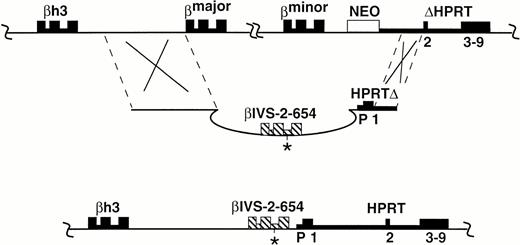 Fig. 1. Replacement of the murine adult β globin genes by the human βIVS-2-654 gene. The socket-containing chromosome (A), the th-4 plug targeting construct (B), and the correctly targeted chromosome (C) are shown. The exons and introns of genes are represented as boxes and thick lines, respectively. The human β globin gene is cross-hatched with the position of the IVS-2-654 mutation shown with an asterisk. Promoter (P) and exons 1-9 of HPRT are marked. Upstream and downstream sequences that are identical or homologous in the targeting construct and the target chromosome are demarcated by dashed lines. βh3 is a β globin pseudogene. Recombination (indicated by Xs) occurs between the target locus (A) and the plug targeting construct (B), yielding a chromosome that contains the human β globin gene in place of the adult murine β globin genes, β major and β minor. Additionally, the neo gene is removed and a functionalHPRT gene is created by the correct targeting. TheHPRT gene and globin genes are transcribed from left to right in the figure, the neo gene is transcribed from right to left.
