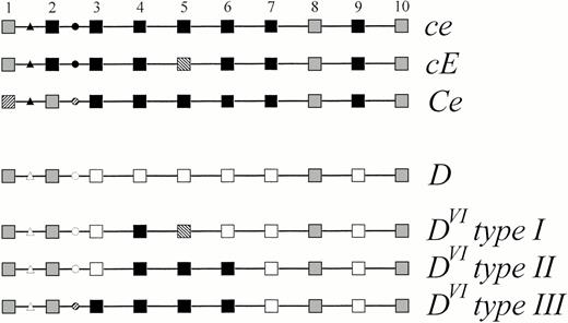 Fig. 4. Schematic representation of the genomic structure ofDVI type III compared with other alleles of theRHD and RHCE genes. The 10 exons of the Rhesusgenes are symbolized by squares and numbered 1 to 10, the introns are represented by lines. The triangles denote the base substitutions and insertion occurring in intron 1 distinguishing RHD andRHCE. The circles denote the intron 2 polymorphism distinguishing RHD, RHC and RHc. Black symbols represent RHCE-specific sequences, open symbolsRHD-specific sequences. Sequences shared by at least oneRHCE and the wild-type RHD allele are indicated by gray symbols, sequences specific for RHC or for RHE are hatched. The nucleic acid and amino acid sequence accession number ofD category VI type III was Z97026.