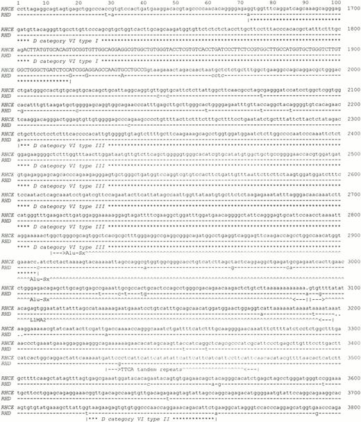 Fig. 5. Exon 6 of the Rhesus genes and parts of the adjacent introns. The sequence of the RHCE gene extending 202 bp 5′ of exon 6 to 1860 bp 3′ of exon 6 is shown. Numbers indicate the position relative to the first base of exon 5 in theRHCE gene. Exon 6 (bases 1902 to 2040) is demarcated by uppercase letters. Dashes denote nucleotides in the RHD gene that are identical, dots denote deletions. The breakpoint regions forDVI type I, DVI type II andDVI type III are indicated by asterisks. Repetitive DNA elements are marked by carets. The full intron 5 and intron 6 sequences of RHCE and RHD were deposited in EMBL/GenBank/DDBJ under accession numbers Z97333 (RHCE; 5,134 bp) and Z97364 (RHD; 5,146 bp).