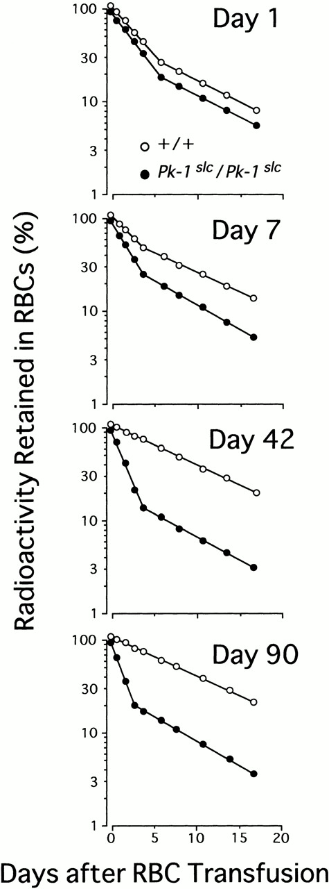 Fig. 2. The effect of ages of RBC donors on the elimination of 51Cr-labeled RBCs. RBCs were collected from CBA-+/+ (○) and -Pk-1slc/Pk-1slc (•) mice of various ages, labeled, and injected into 90-day-old CBA-+/+ mice. The radioactivity retained in RBCs was measured at various times after the transfusion and the percentage was plotted semi-logarithmically. Each point represents the mean of eight mice. In all points the standard error was too small to be shown by bars.