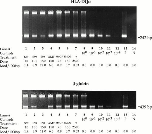 Fig. 4. Psoralen-DNA adducts inhibit PCR DNA amplification. Genomic DNA was isolated from leukocytes in pooled random donor platelet concentrates. Platelet concentrate samples were either untreated or treated with 10, 100, and 150 μmol/L S-59, 150 μmol/L AMT, 75 or 150 μmol/L 8-MOP plus 1.9 Joules/cm2 UVA, or 2,500 cGy gamma radiation. Inhibition of PCR DNA amplification for the 242 bp amplicon in the HLA-DQα locus and the 439 bp amplicon in the β-globin gene was measured by comparing the band intensity of treated samples with serially diluted (1:10) untreated samples. After 35 cycles, 150 μmol/L S-59 resulted in >103-fold signal reduction for both the HLA-DQα and β-globin amplicons. AMT at a dose of 150 μmol/L reduced the PCR signal by a factor of 101 to 102. With 8-MOP at 75 μmol/L or 150 μmol/L detectable reduction in PCR DNA amplification (∼101-fold reduction) was observed. The reduction was more readily detectable at 30 cycles of amplification (data not shown) and for the 429 bp amplicon in the β-globin gene. Treatment with 2,500 cGy did not result in inhibition of PCR DNA amplification. One microgram human placental DNA was amplified in the positive control sample (P). A reagent-only control sample contained no DNA (N).