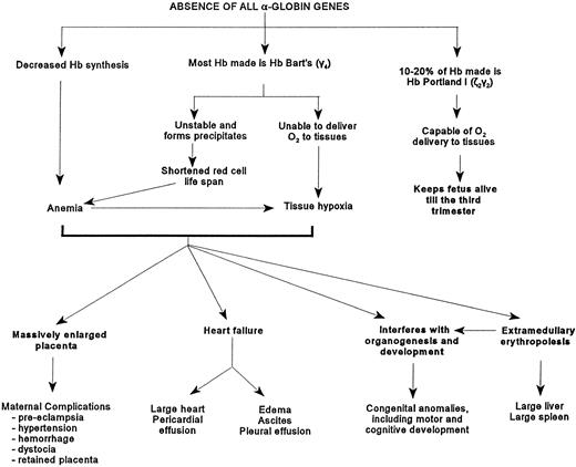Fig. 2. Figure depicting the pathophysiology caused by the absence of the α-globin genes.
