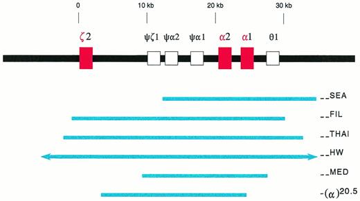 Fig. 1. Deletions in the α-globin gene cluster. The α-globin gene cluster is located on the short arm of chromosome 16 near the telomere. The three active globin genes, ζ2, α2, and α1, are represented by red boxes, whereas the four pseudogenes are represented by open boxes. The extent of the deletions are shown by the solid blue lines. The (--HW) deletion encompasses more than 300 kb, and is represented with arrows in the figure.26 The −(α)20.5 deletion spares the ζ2 gene, and removes the α2 gene and the 5′ region of the α1 gene.29