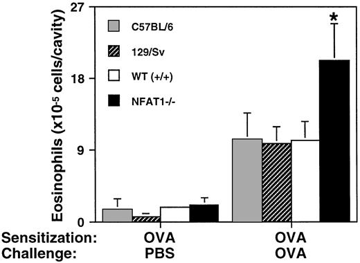 Fig. 1. Allergic pleurisy in wild-type, NFAT1−/−, and parental strain mice. Shown are the total number of eosinophils in the pleural cavity of C57BL/6, 129/Sv, wild-type (+/+), and NFAT1−/− mice sensitized with OVA and challenged in the pleural cavity with PBS or OVA. Data are expressed as mean ± SEM of values from 5 mice. (*) Indicates significantly greater response relative to wild-type mice (P < .05).