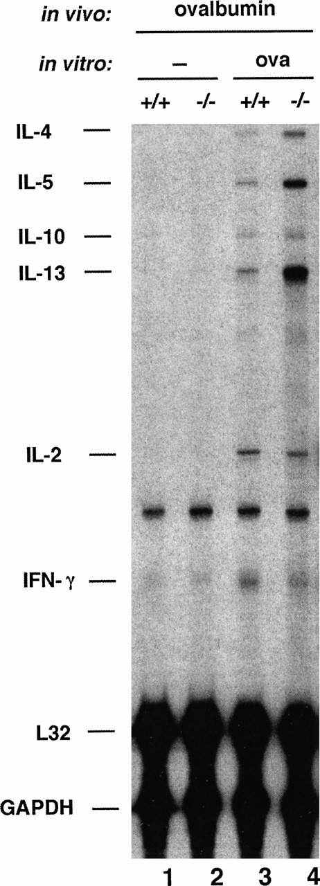 Fig. 3. Analysis of cytokine expression by OVA-sensitized wild-type (+/+) and NFAT1−/− cells. Mice were sensitized in vivo with OVA, the draining lymph node cells were left unstimulated (−) or restimulated in vitro with 1 mg/mL of OVA for 6 hours and the total cellular RNA was analyzed by RNase protection assay for cytokine mRNA levels. The detected cytokines (IL-4, IL-5, IL-10, IL-13, IL-2, and IFN-γ) and the housekeeping genes (L32 and GAPDH) are indicated. These results are representative of experiments using three different pairs of wild-type and NFAT1-deficient mice.