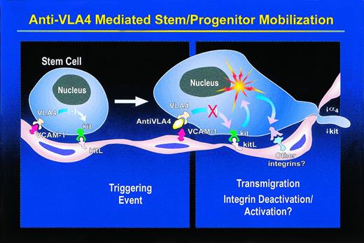 Fig. 5. A model to explain anti–VLA4/VCAM-1—induced mobilization. Normally there is strong adhesion of hematopoietic cells to stromal endothelial cells through the VLA4/VCAM-1 pathway, which overrides any positive effects of kit on migration of stem/progenitor cells expressing kit. Consequent to antifunctional antibody treatment, there is deadhesion, which, either indirectly (by relieving the negative pressure on kit) or directly through communicating molecules, activates kit with ensuing stimulation of migration. During this process cells that are ready to egress downmodulate both α4 and kit. It is likely that increased migration via a kit-dependent pathway is achieved by activation/deactivation of another integrin to provide mechanistic support of cell movement. This effect may be strengthened by alleviation of a transdominant effect that VLA4 may exert on other integrins.