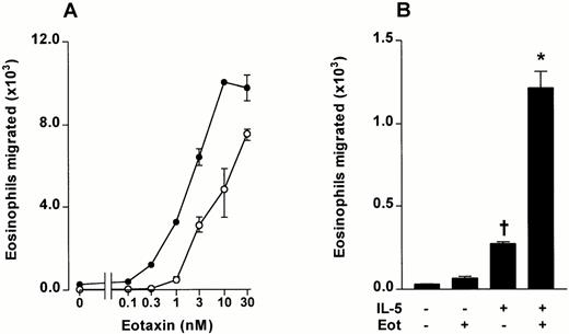 Fig. 5. The effect of IL-5 on eotaxin-stimulated chemotaxis of guinea pig bone marrow eosinophils. Bone marrow leukocytes were preincubated with IL-5 (3 nmol/L) or vehicle for 15 minutes at 37°C. (A) The effect of IL-5 (3 nmol/L, upper chamber) on bone marrow eosinophil chemotaxis induced by eotaxin (0 to 30 nmol/L, lower chamber). Data represent the number of eosinophils migrated after 1 hour, mean ± SEM of a single cell preparation performed in triplicate. (•), IL-5 3 nmol/L; (○), Vehicle. (B) The effect of IL-5 (3 nmol/L) and eotaxin (0.3 nmol/L) alone or in combination on the chemotaxis of bone marrow eosinophils (results from experiment shown in Fig 5A). Results represent the number of eosinophils migrated after 1 hour, mean ± SEM of a single cell preparation performed in triplicate. The results shown are representative of three identical experiments. Significant difference between IL-5 alone and vehicle indicated by †(P < .05), or between eotaxin together with IL-5 and IL-5 alone by *(P < .05).