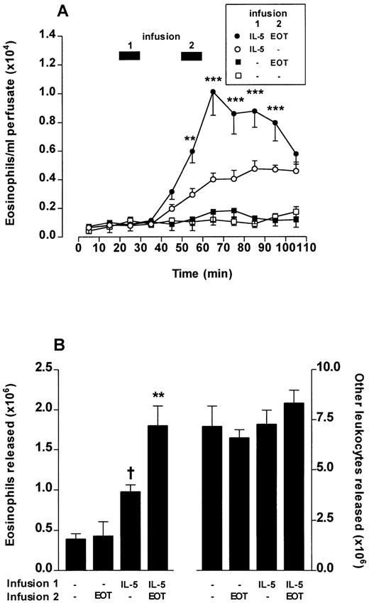 Fig. 6. Eotaxin (EOT) and IL-5 act synergistically to release eosinophils from bone marrow. Perfusion of the femoral bone marrow was performed for a total of 110 minutes. (A) Kinetics of eosinophil release induced by a 10-minute infusion (indicated by ▩ 1) of IL-5 (0.3 nmol/L) or vehicle (PBS/0.1% BSA) followed 20 minutes later by a 10-minute infusion (indicated by ▩ 2) of eotaxin (0.3 nmol/L) or vehicle. Results represent the number of eosinophils per milliliter of perfusate in each 10-minute fraction, mean ± SEM (n = five to eight perfusions). A significant difference between IL-5 plus eotaxin and IL-5 alone at equivalent time point represented by **(P < .01) or ***(P < .001). (B) Total eosinophil release and total release of other leukocytes induced by a 10-minute infusion of IL-5 (0.3 nmol/L) or vehicle followed 20 minutes later by a 10-minute infusion of eotaxin (0.3 nmol/L) or vehicle. Results show the total number of eosinophils or other leukocytes released during the 110-minute perfusion period, mean ± SEM (n = five to eight perfusions). A significant difference between IL-5 alone and vehicle is indicated by †(P < .05) and a significant difference between IL-5 plus eotaxin and IL-5 alone by **(P < .01).