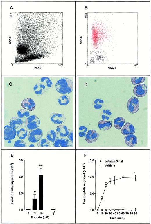 Fig. 1. Transwell filter chemotaxis assay of guinea pig bone marrow eosinophils. A suspension of 3 × 106 bone marrow leukocytes was placed in the upper chamber, with eotaxin present in the lower chamber (▪) or upper chamber (#). Leukocytes that accumulated in the lower chamber were quantified using flow cytometry (FACScan; Beckton Dickinson). (A,B) Representative FACS dot-plot light forward scatter/side scatter profile of (A) mixed bone marrow leukocyte population placed into the upper Transwell chamber and (B) leukocytes migrated into the lower chamber in response to eotaxin (3 nmol/L, lower chamber for 30 minutes. Eosinophils shown in red). (C,D) May-Grunwald and Giemsa-stained cytospin preparations of (C) mixed bone marrow leukocyte population placed into the upper Transwell chamber and (D) leukocytes migrated into the lower chamber in response to eotaxin (3 nmol/L, lower chamber for 30 minutes). (E) Total eosinophils migrated in response to eotaxin present in the lower chamber (0 to 10 nmol/L) or upper chamber (3 nmol/L; #). Data represent the number of eosinophils migrated in 1 hour, mean ± SEM, using different cell preparations n = 6 to 12. No significant increase in eosinophil migration was observed when eotaxin (3 nmol/L) was added to the upper chambers. A significant difference between test and control groups is indicated by *(P < .05) or **(P < .01). (F) Time course of eosinophil chemotaxis induced by eotaxin (3 nmol/L, lower chamber). Data represent the number of eosinophils migrated at each time point, mean ± SEM for a single cell preparation performed in triplicate. The results shown are representative of three identical experiments. (•), Eotaxin 3 nmol/L; (○), Vehicle.