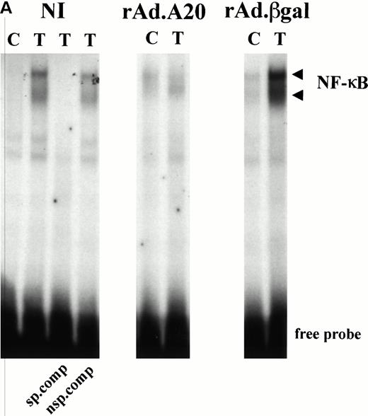 Fig. 2. (A) Inhibition of NF-κB nuclear DNA-binding activity following TNF stimulation in rAd.A20–infected PAEC. Nuclear extracts were prepared from noninfected (NI), rAd.A20-infected, or rAd.β-gal–infected PAEC before and 2 hours following treatment with TNF(T) (100 U/mL) as described in Materials and Methods. NF-κB activation and binding to a specific κB binding oligo derived from the porcine IκBα promoter was evaluated by means of EMSA as described. Results reveal that nuclear extracts from PAEC expressing A20 had almost no inducible binding activity for NF-κB binding sites. Specificity of DNA binding was tested by the use of excess cold wild-type as a specific competitor (wt) or a mutant κB probe (mutκB) used as a nonspecific competitor. Results shown are representative of three independent experiments. (B) Western blot analysis of IκBα expression following TNF treatment. Cytoplasmic extracts from NI, rAd.A20, and rAd.β-gal–infected PAEC were recovered before and 10 minutes and 2 hours following TNF treatment and assessed for IκBα expression by means of Western blot analysis. Results show that A20 expression in PAEC inhibits the usual IκBα degradation that occurs 10 minutes following TNF stimulation. A second faster-migrating band is detected at 2 hours in the A20-expressing EC. Results shown are representative of three independent experiments.