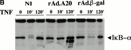 Fig. 2. (A) Inhibition of NF-κB nuclear DNA-binding activity following TNF stimulation in rAd.A20–infected PAEC. Nuclear extracts were prepared from noninfected (NI), rAd.A20-infected, or rAd.β-gal–infected PAEC before and 2 hours following treatment with TNF(T) (100 U/mL) as described in Materials and Methods. NF-κB activation and binding to a specific κB binding oligo derived from the porcine IκBα promoter was evaluated by means of EMSA as described. Results reveal that nuclear extracts from PAEC expressing A20 had almost no inducible binding activity for NF-κB binding sites. Specificity of DNA binding was tested by the use of excess cold wild-type as a specific competitor (wt) or a mutant κB probe (mutκB) used as a nonspecific competitor. Results shown are representative of three independent experiments. (B) Western blot analysis of IκBα expression following TNF treatment. Cytoplasmic extracts from NI, rAd.A20, and rAd.β-gal–infected PAEC were recovered before and 10 minutes and 2 hours following TNF treatment and assessed for IκBα expression by means of Western blot analysis. Results show that A20 expression in PAEC inhibits the usual IκBα degradation that occurs 10 minutes following TNF stimulation. A second faster-migrating band is detected at 2 hours in the A20-expressing EC. Results shown are representative of three independent experiments.