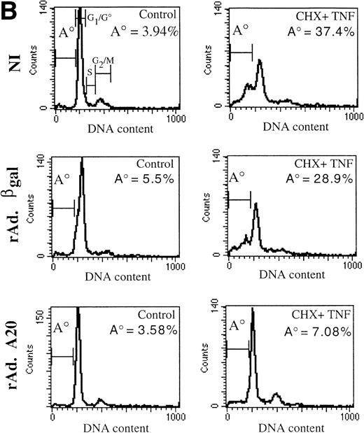 Fig. 5. (A) Overexpression of A20 rescues CHX-sensitized EC from TNF-mediated apoptosis. Noninfected, rAd.A20-, and rAd.β-gal–infected confluent monolayers of PAEC were treated 48 hours following infection with 100 U/mL of TNF in the presence or absence of 2 μg/mL of CHX. Seven hours following treatment, cell viability was assessed using a vital dye (crystal violet) uptake assay as described. Results are expressed as percentage of survival compared with NI, nontreated (control) PAEC whose values were considered to represent 100% of cell survival. Results shown are the mean ± SEM of triplicate wells and are representative of three independent experiments. A20 expression significantly protects PAEC from CHX/TNF-induced cytotoxicity. No viable cells were seen in NI or rAdβ-gal–infected PAEC treated with CHX/TNF, as opposed to more than 60% to 70% viability in rAd.A20-infected PAEC treated or not with CHX (2 μg/mL) 30 minutes before the addition of TNF (100 U/mL). (B) Overexpression of A20 prevents apoptotic fragmentation of cellular DNA in CHX- and TNF-treated PAEC. Noninfected PAEC or PAEC infected with either rAd.β-gal or rAd.A20 were treated with CHX (2 μg/mL) or TNF (100 U/mL) either alone or in combination for 7 to 8 hours. Cells were then obtained and assessed for apoptosis-induced DNA fragmentation as described in Materials and Methods. The region below the G1/G0 peak, designated A0, represents cells undergoing apoptosis with fractional DNA content and is presented as a percentage of the total events collected. Results obtained correlated with the crystal violet uptake data, validating its use for further experiments.