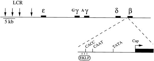 Fig. 1. Structure of the human β-like globin locus and the β-globin gene minimal promoter. The figure also shows EKLF that interacts with the CACC motif element of the promoter.