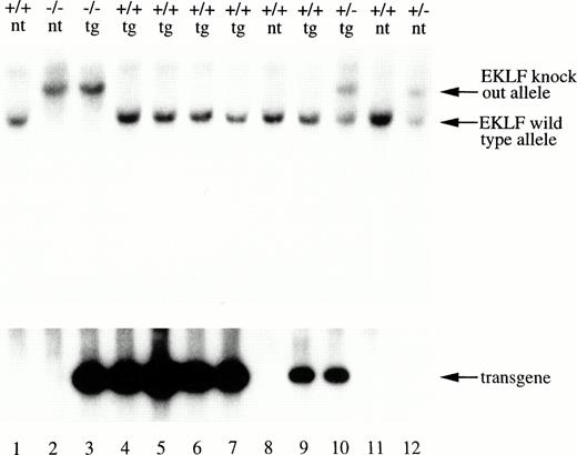 Fig. 2. Genotype determination. Fetus DNA digested withHindIII was analyzed by Southern blot with an EKLF probe that distinguishes between the knockout allele (10-kb fragment detected) and the wild-type allele (6-kb fragment detected). The same blot was reprobed with human LCR sequences that hybridize to a 0.75-kbHindIII fragment from the transgene. The EKLF genotype and the presence (tg) or absence (nt) of the transgene is indicated at the top of each lane.